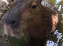 噛むための奥歯