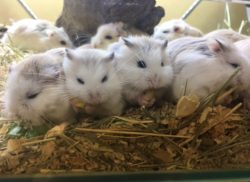 ペットショップ