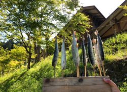 お魚採りました！