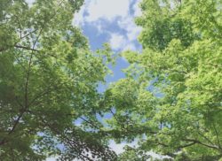 新緑の季節
