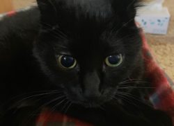 黒猫ヤマトです。