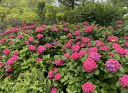紫陽花